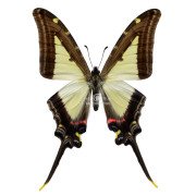 NEOGRAPHIUM LEUCASPIS